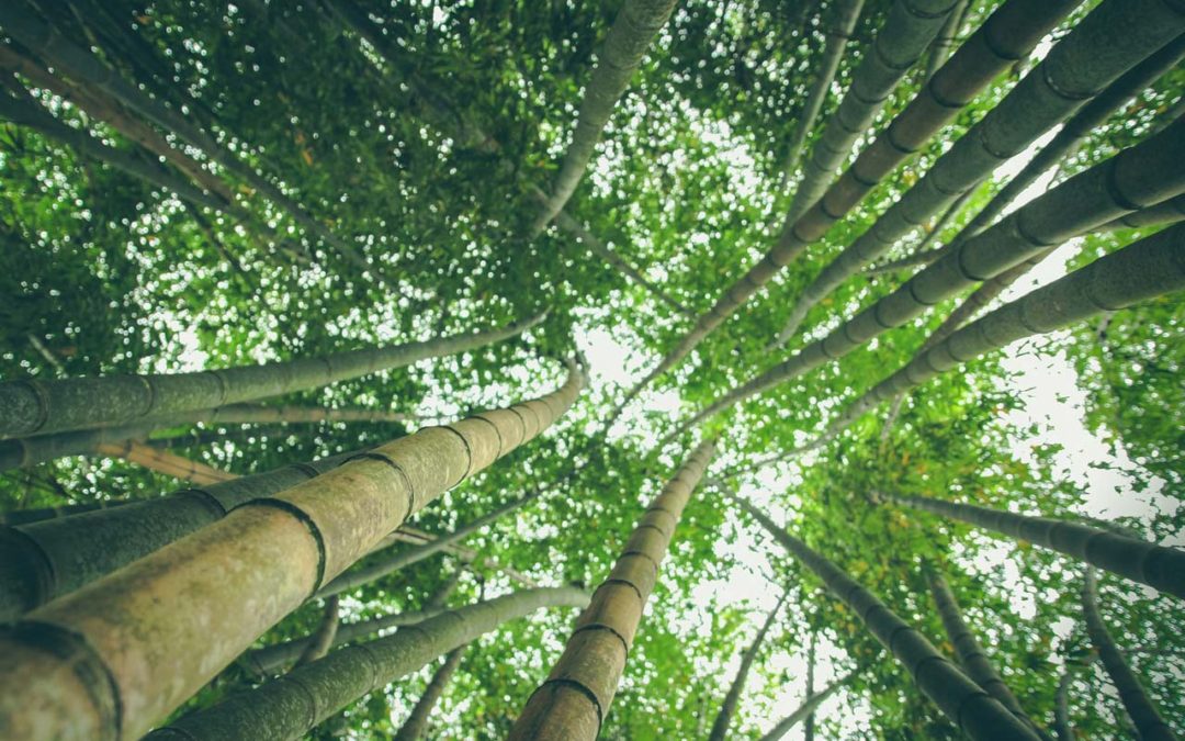 ¡Seamos consumidores responsables!