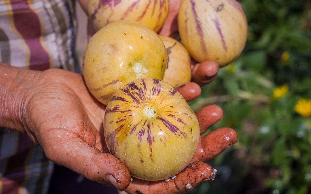 Los alimentos ecológicos son más nutritivos