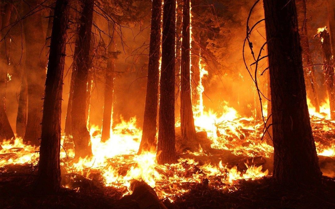 Amazonía en llamas: una edición especial para informarse e involucrarse